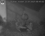 Capi_Dubne_20250721_004502.jpg