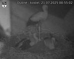 Capi_Dubne_20250721_005502.jpg