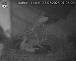 Capi_Dubne_20250721_010503.jpg