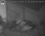 Capi_Dubne_20250721_014003.jpg