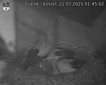 Capi_Dubne_20250721_014502.jpg