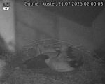 Capi_Dubne_20250721_020003.jpg