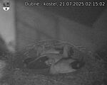 Capi_Dubne_20250721_021502.jpg