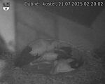 Capi_Dubne_20250721_022003.jpg
