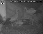 Capi_Dubne_20250721_022502.jpg