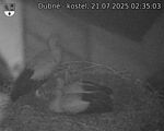 Capi_Dubne_20250721_023503.jpg