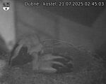Capi_Dubne_20250721_024503.jpg