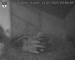 Capi_Dubne_20250721_030003.jpg