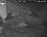 Capi_Dubne_20250721_033502.jpg