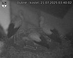 Capi_Dubne_20250721_034003.jpg