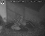 Capi_Dubne_20250721_035002.jpg