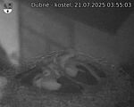 Capi_Dubne_20250721_035503.jpg