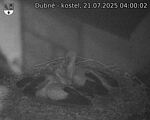 Capi_Dubne_20250721_040002.jpg