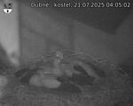 Capi_Dubne_20250721_040502.jpg