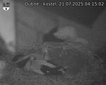 Capi_Dubne_20250721_041502.jpg
