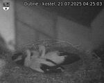 Capi_Dubne_20250721_042503.jpg