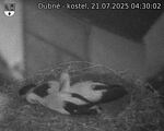 Capi_Dubne_20250721_043002.jpg