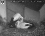Capi_Dubne_20250721_043502.jpg