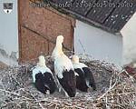 Capi_Dubne_20250721_052002.jpg