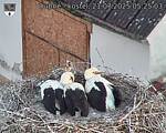 Capi_Dubne_20250721_052503.jpg