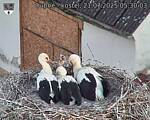 Capi_Dubne_20250721_053003.jpg