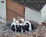 Capi_Dubne_20250721_053503.jpg