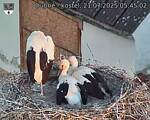 Capi_Dubne_20250721_054502.jpg