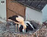 Capi_Dubne_20250721_055002.jpg