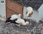 Capi_Dubne_20250721_055504.jpg