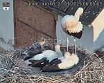 Capi_Dubne_20250721_060503.jpg