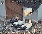Capi_Dubne_20250721_061002.jpg