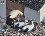 Capi_Dubne_20250721_061503.jpg
