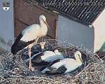 Capi_Dubne_20250721_062002.jpg