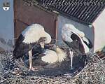 Capi_Dubne_20250721_062503.jpg