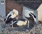 Capi_Dubne_20250721_063002.jpg