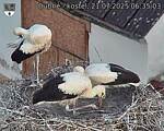 Capi_Dubne_20250721_063503.jpg