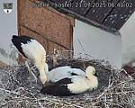 Capi_Dubne_20250721_064002.jpg