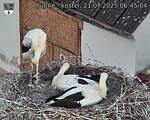 Capi_Dubne_20250721_064504.jpg