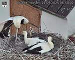 Capi_Dubne_20250721_065002.jpg