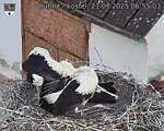 Capi_Dubne_20250721_065503.jpg