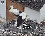 Capi_Dubne_20250721_070003.jpg
