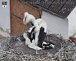Capi_Dubne_20250721_070502.jpg