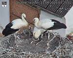 Capi_Dubne_20250721_072502.jpg