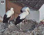Capi_Dubne_20250721_073003.jpg