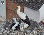 Capi_Dubne_20250721_075003.jpg