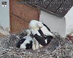 Capi_Dubne_20250721_075502.jpg