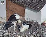Capi_Dubne_20250721_080003.jpg