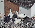 Capi_Dubne_20250721_080502.jpg