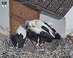 Capi_Dubne_20250721_081003.jpg