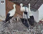 Capi_Dubne_20250721_082003.jpg